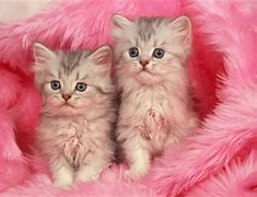 Image result for Kawaii Pink Cat Background