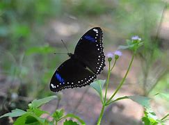 Image result for Pretty Butterfly Wings