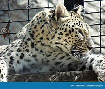 Image result for Leopard Lying Wooden Surface Zoo