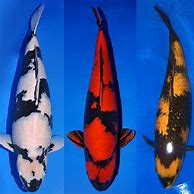 Image result for Utsuri Koi