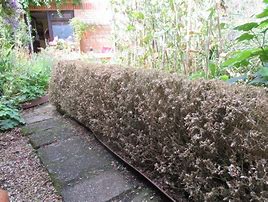 Image result for Box Hedge Moth Treatment