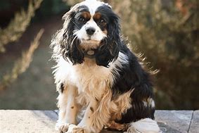 Image result for Small Cocker Spaniel Breeds