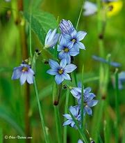 Image result for Rare Wild Flowers