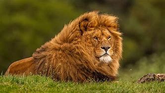 Image result for lion kitten wallpaper