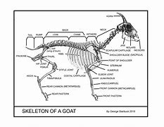 Image result for Goat GI-tract