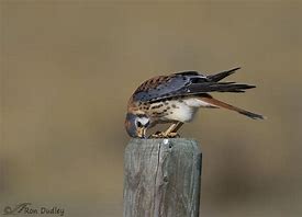 Image result for Kestrel Beak