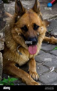 Image result for German Shepherd Tongue