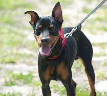 Image result for Miniature Pinscher