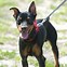 Image result for Miniature Pinscher