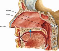 Image result for Human Body Septum