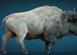 Image result for Bison Latifrons