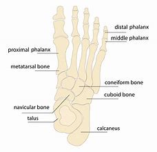 Image result for Phalanges of the Foot Anatomy