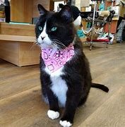 Image result for Barn Cat with Bandana