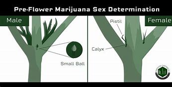 Image result for Male vs Female Cannabis Plant