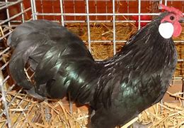 Image result for Java Chicken Breeders