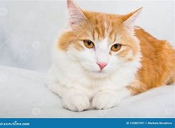 Image result for Ginger Cat with Amber Eyes