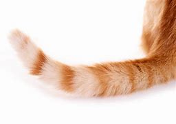 Image result for Cat Flat Tail