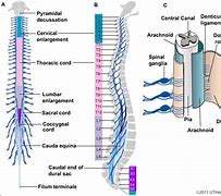 Image result for Lumbar Spine Anatomical Landmarks