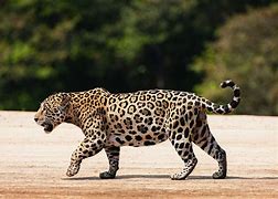 Image result for Rare Jaguar