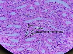 Image result for Simple Cuboidal Epithelium Picture