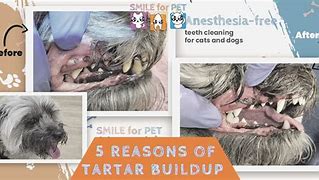 Image result for Tartar Buildup On Dog Teeth