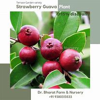 Image result for Growing Strawberry Guava