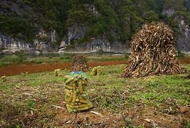 Image result for Corn Harvest Pictures