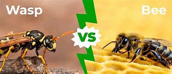 Image result for Honey Bee Sting