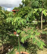 Image result for Panama Berry Tree