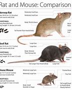 Image result for Mause Vs. Rat