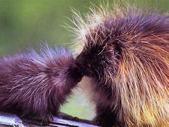 Image result for Porcupine Babies