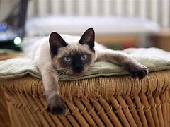 Image result for Imagen De Gato