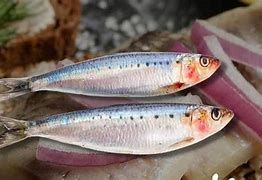 Image result for Ikan Makan Ikan