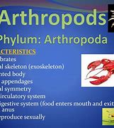 Image result for Arthropoda Phylum Tree