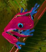 Image result for Baby Rainbow Frog