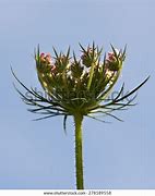 Image result for Maltese Plants