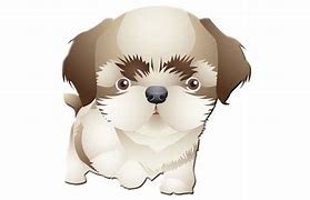 Image result for Shih Tzu PNG