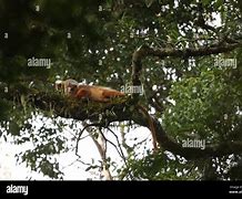 Image result for Mitred Leaf Monkey