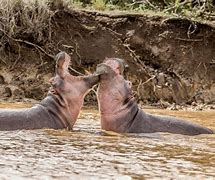 Image result for Hippo Skin Section Anatomy