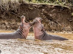 Image result for Hippo Anatomy