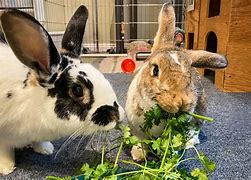 Image result for Rabbit Dinner