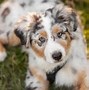 Image result for Aussie Shep