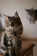 Image result for Maine Coon Cat