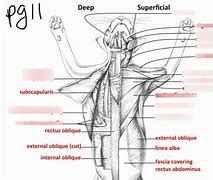 Image result for Cranial Tibial Muscle Dissected Cat