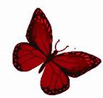 Image result for Animated Red Butterfly Gifs