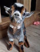 Image result for Goat Babies