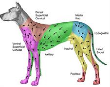 Image result for Dorsal Animal