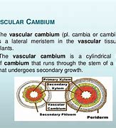 Image result for Vascular Cambium