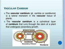 Image result for Vascular Cambium Old Stem