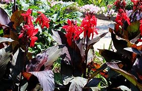 Image result for Dark Red Canna Lily